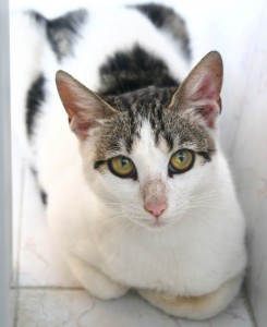 BELLISSIMA E GIOVANE GATTA, DI 7 MESI CIRCA, CERCA CASA A MESSINA E ZONE LIMITROFE