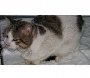 BELLISSIMO GATTONE IN RECUPERO POST INCIDENTE (DI 1 ANNO e MEZZO CIRCA) CERCA CASA A MESSINA E ZONE LIMITROFE