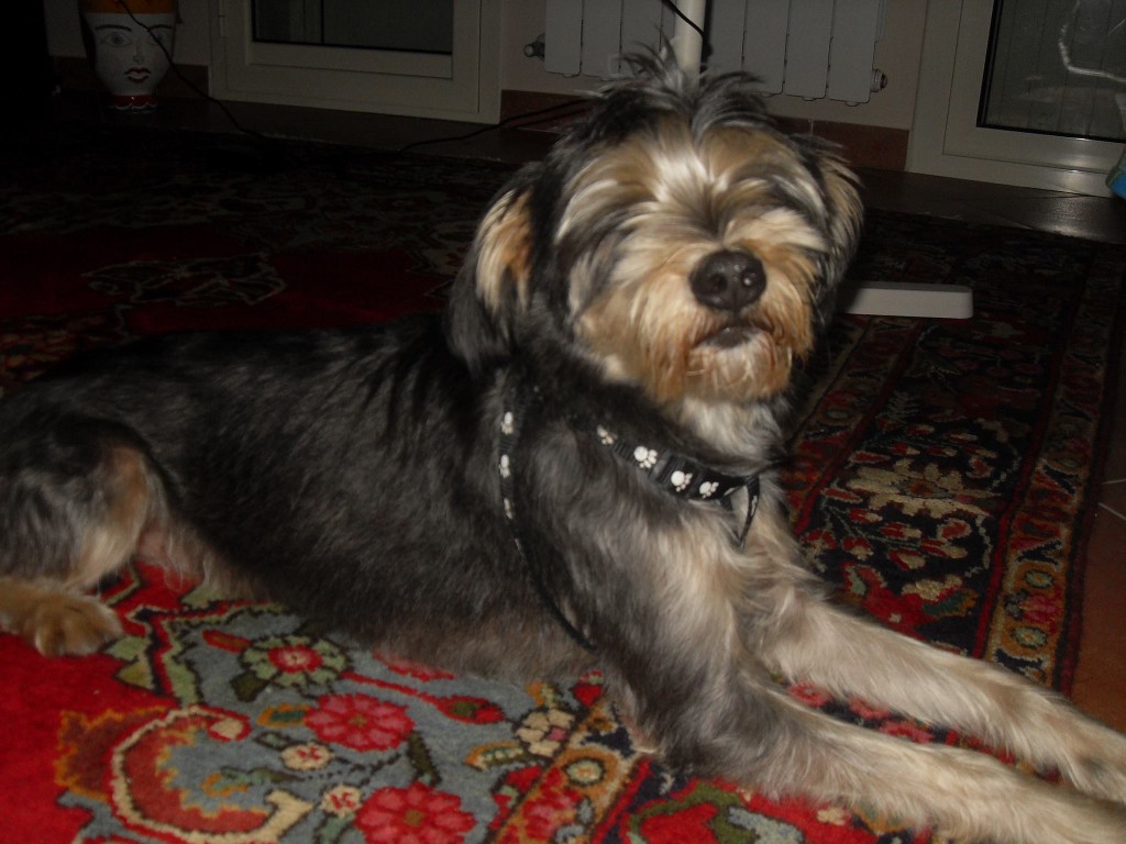 MESSINA - SCHNAUZER NANO SALE E PEPE SPROVVISTO DI CHIP