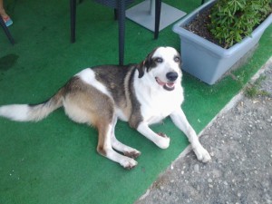 trovato zona pace