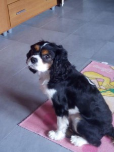 CAVALIER