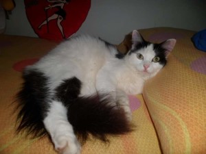 Minou