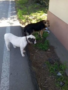 cani