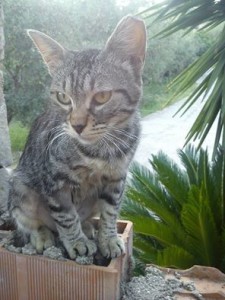 micia