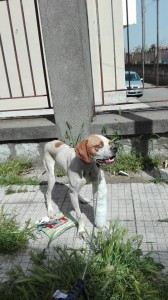 pointer