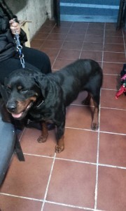 rott