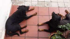 rott