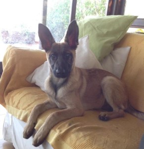 Malinois