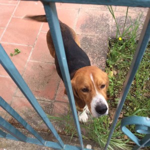 beagle