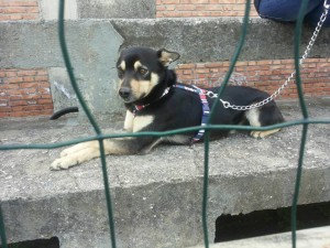 fonzie