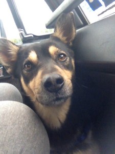 fonzie1