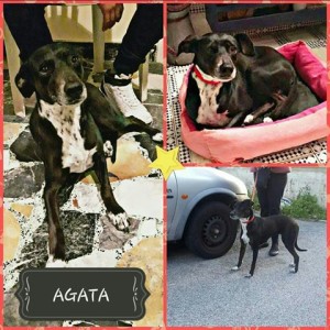 agata