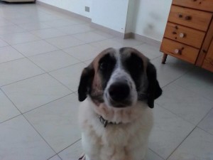 bella1