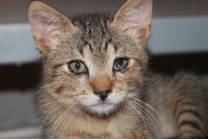 chicco