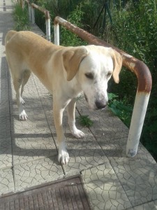falcone