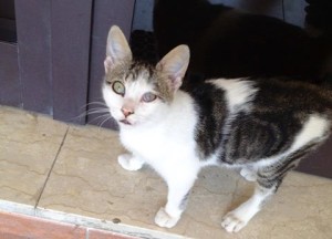gatto