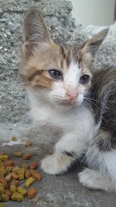 kya