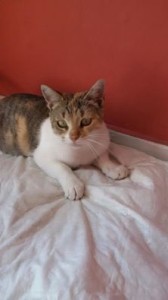 sissi
