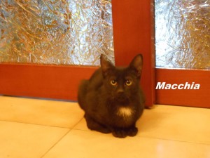 macchia