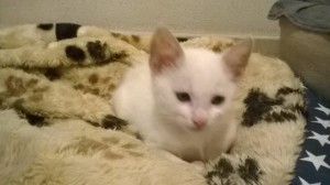 oggy