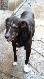 luna la vecchia
