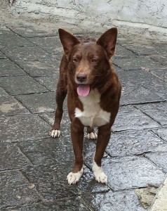 macchia