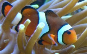 nemo