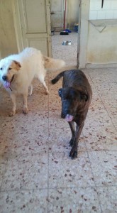 Beethoven e achille