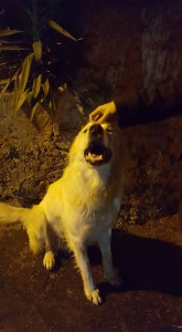 sapo