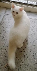 marcella