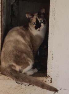 luna
