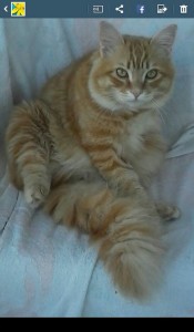 mascher