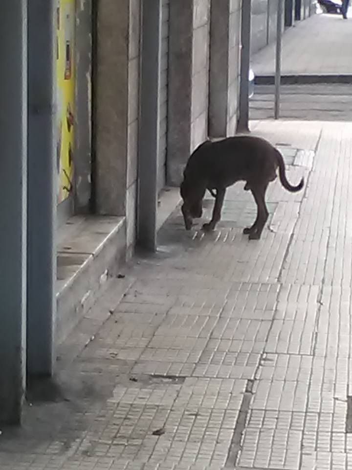 MESSINA 12 febbraio 2017 :Avvistato un cane marrone taglia medio grande con collare d’acciaio. Presso bar tedesco viale europa