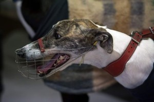 AUSTRALIA-ANIMAL-GREYHOUNDS-GAMBLING-LIFESTYLE