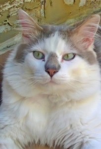 antonio