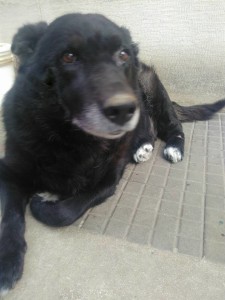 roky1