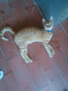 romeo