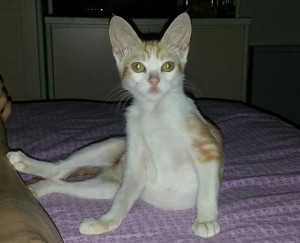 giuli