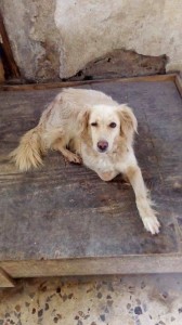 chicca