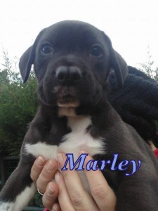 marley