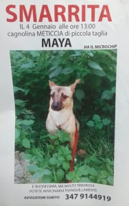 maya