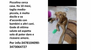 piccolina