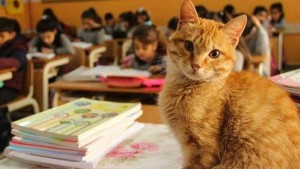gatto_turco05-kt0-u110125667443701vh-1024x576lastampa-it