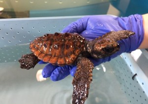caretta-caretta