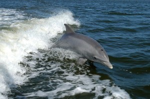 delfino-640x422