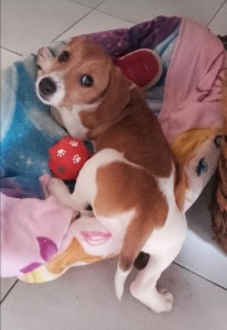 licy2
