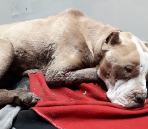 pitbullcombattimento-1-640x559