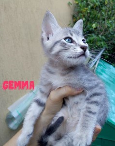 gemma