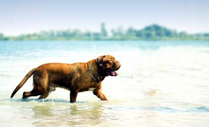 mare-770x470