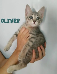 oliver